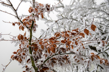 schneebedeckter Baum im Winter