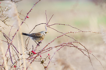 Fieldfare (Turdus pilaris) searching for berries in winter in Essex, England