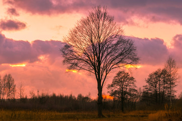 Dąb na tle zachodzącego słońca