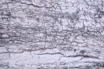 The surface of the bark is pastel tones.