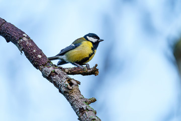 Obraz premium Great Tit (Parus major) on a branch agaisnt a bright background, taken in London