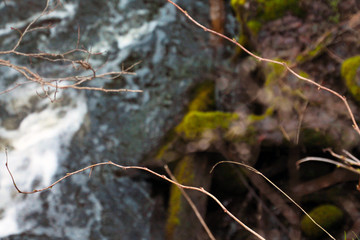 Photographs at a stream in the forest in Sweden