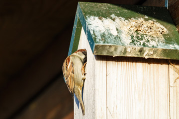 House sparrow (Passer domesticus) climbing into a nest box, taken in the UK