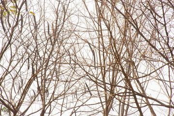 Fototapeta na wymiar The changes to the seasonal tree branches.