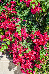 A garden in Cyprus is a blooming Paradise that you can enjoy all year round. Many evergreen plants bloom constantly, and on the trees, the flowers give way to bright fruit