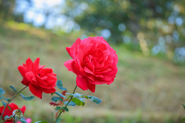 Beautiful red roses flower in the garden