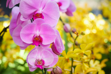 Beautiful Phalaenopsis Orchid flower blooming in garden floral background