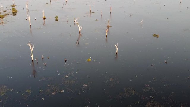 Old Khmer reservoir during Angkor Era. Ascending drone footage over the water of the reservoir and some dead trees