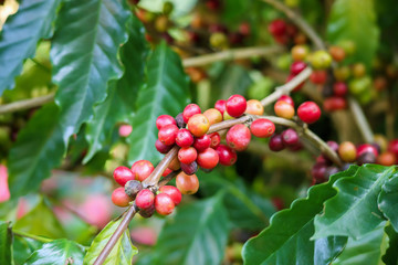 Fresh coffee beans on tree branches