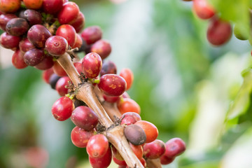 Fresh coffee beans on tree branches