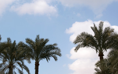 Blue sky background with clouds With some palms from Egypt