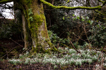 Fototapeta premium first snow drop flowers of the year