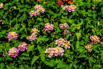 A garden in Cyprus is a blooming Paradise that you can enjoy all year round. Many evergreen plants bloom constantly, and on the trees, the flowers give way to bright fruit
