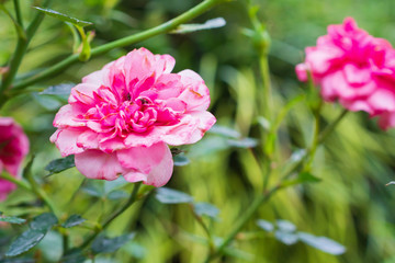 Beautiful colorful pink roses flower in the garden