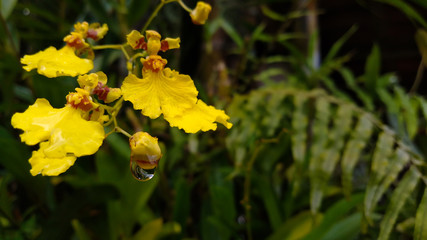 Gomesa flexuosa,yellow flower in the garden with raindrop
