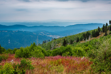 Beautiful panoramic mountain landscape during the summer. Wild, pink mountain flowers, green forests and alternating mountain ranges on the horizon. Rila Mountain, Bulgaria.