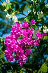 A garden in Cyprus is a blooming Paradise that you can enjoy all year round. Many evergreen plants bloom constantly, and on the trees, the flowers give way to bright fruit