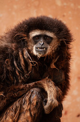gibbon