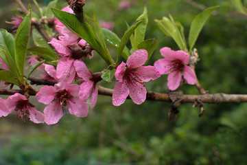 Beautiful peach flowers with drops, after the rain.