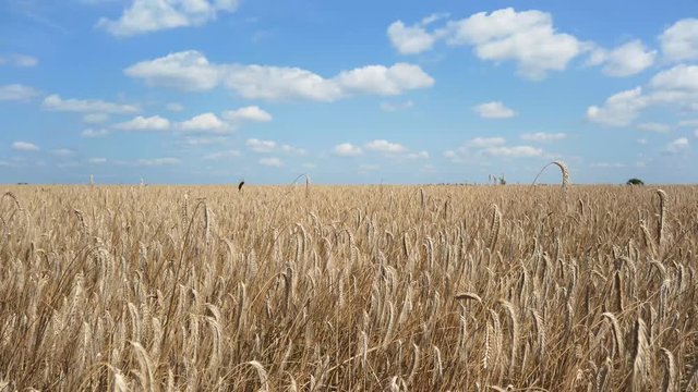 wheat field, spikelets. wheat sways in wind. background.
