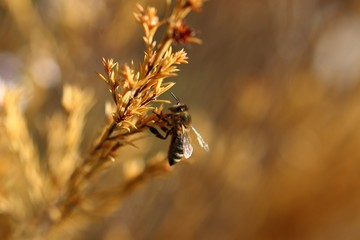 Abeille et climat