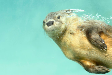 Marine otter (Lontra felina), a beautiful sea otter underwater in flight, photography taken in...