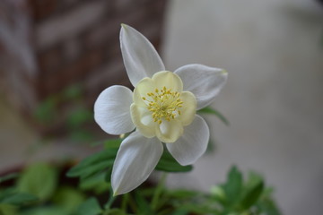 Fototapeta premium White Columbine Flower
