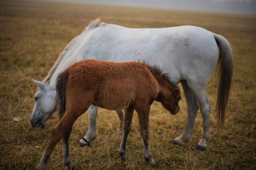 A baby horse cuddling with mother standing on a grass land in a winter morning. Indian landscape