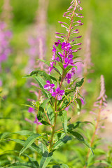 Blossoming willow-herb in a field under the summer sun.