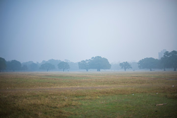 Fototapeta na wymiar Green grass field and urban landscape in a misty winter morning. Indian landscape. 