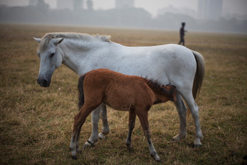 Obraz na płótnie Canvas A baby horse cuddling with mother standing on a grass land in a winter morning. Indian landscape