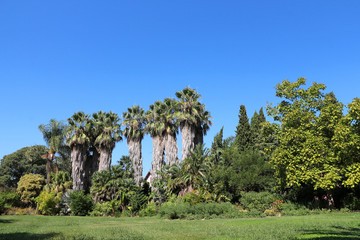 Fototapeta na wymiar Mediterranean botanical garden - Olbius Riquier - Hyères - France
