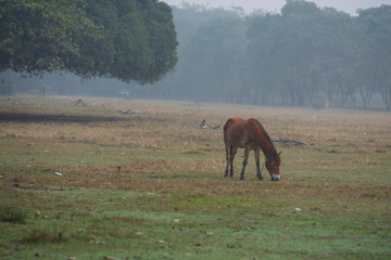 A horse standing on a grass land in a winter morning. Indian landscape