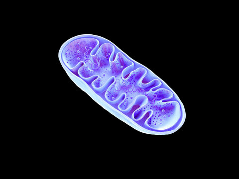 Mitochondria, cellular organelles, produce energy, Cell energy and Cellular respiration, DNA, 3D rendering