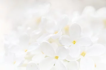 Rolgordijnen Natuurlijke achtergrond van witte lila bloemen close-up. © Ekaterina Kolomeets