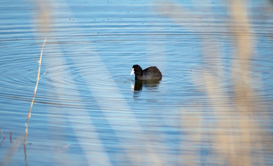 small black duck with red eyes on the water between reeds