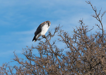A bird perches on a tree