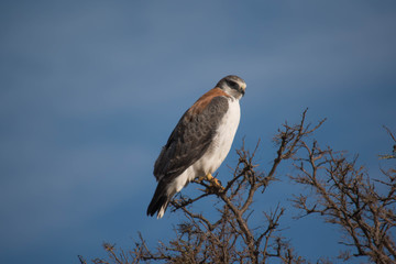 Obraz premium A bird perches on a tree