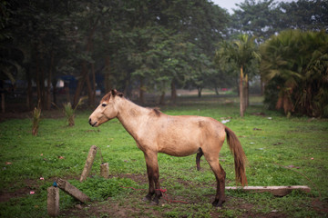 A horse standing on a grass land with protruding penis in a winter morning. Indian landscape