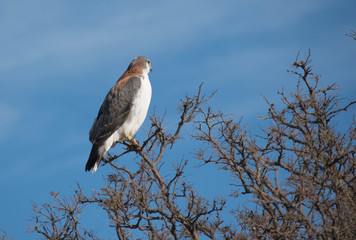 Obraz premium A bird perches on a tree