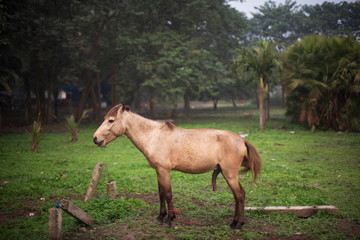 Fototapeta premium A horse standing on a grass land with protruding penis in a winter morning. Indian landscape