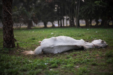 A wounded horse lying on a grass land in a winter morning. Indian landscape