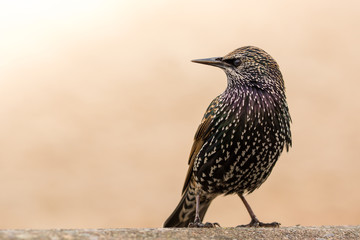 Common starling in the natural environment, close up, Sturnus vulgaris, England