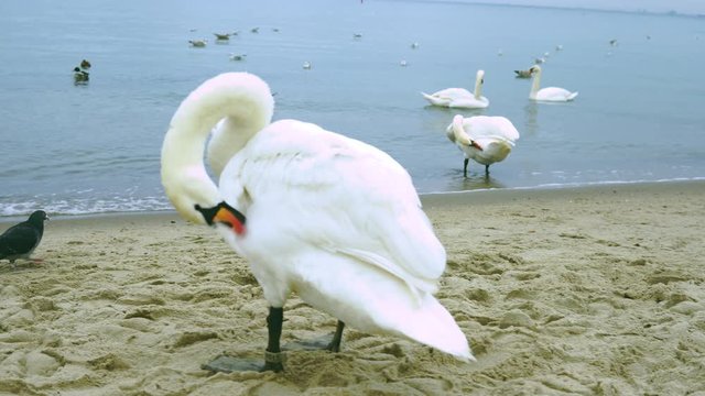 The swan is washed while standing on the beach near the sea shore