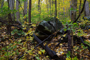 autumn leaves in the forest