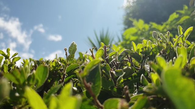 Beautiful healthy green leaves of a garden hedge with sun rays and close focus macro slide to the right, calm serene nature scene
