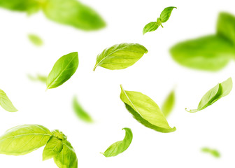 Fototapeta na wymiar Vividly flying in the air green basil leaves isolated on white background