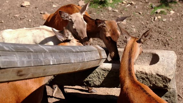 Some deer cows stand at the feeding trough and wait for food. They eat and lick their muzzle - ten - high quality footage with grading - slow motion