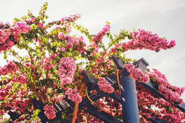 Blooming pink bougainvillea flowers growing aroung blue wooden pergola