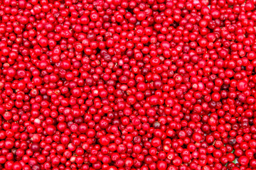 Background of ripe red lingonberry (cowberry, partridgeberry)
